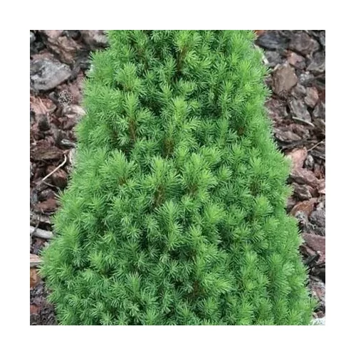 Picea glauca 'Zuckerhut' - Törpe cukorsüveg fenyő