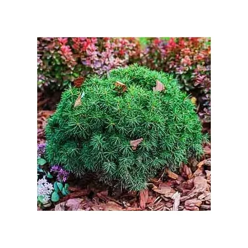 Picea mariana 'Nana' - 