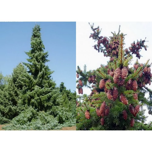 Picea omorika - Szerb luc