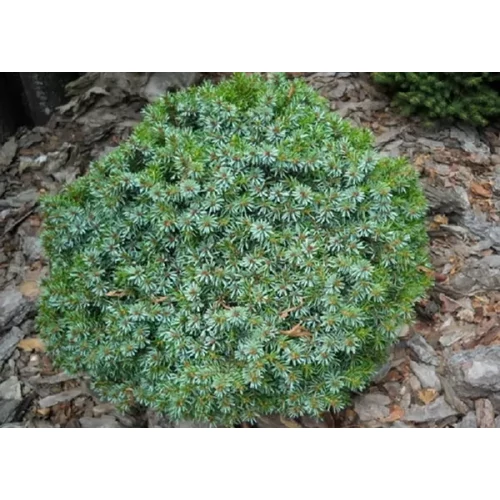 Picea omorika 'Karel' - Törpe gömb szerb luc