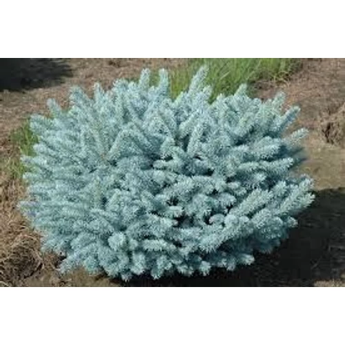 Picea pungens 'Glauca Globosa' - Gömb ezüstfenyő