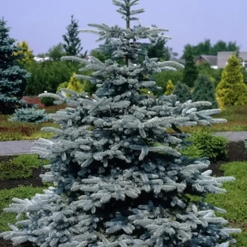 Picea pungens SBS - Ezüstös szürke levelű ezüstfenyő