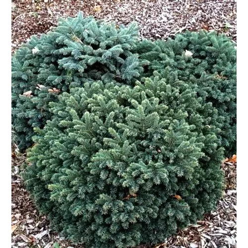 Picea pungens 'Waldbrunn' - Törpe ezüstfenyő
