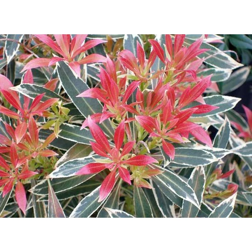 Pieris japonica 'Flaming Silver' Japán babérhanga