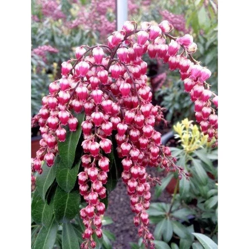 Pieris japonica 'Passion' babérhanga