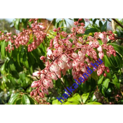 Pieris japonica 'Rosalinda'