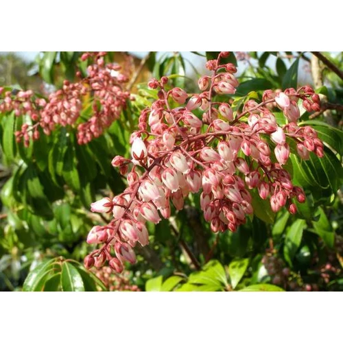 Pieris japonica 'Rosalinda'