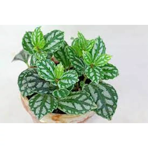 Pilea cadierei - ezüst tüzérvirág terráriumi növény
