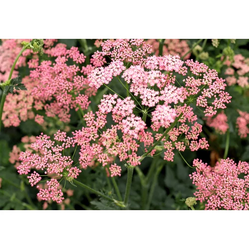 Pimpinella major 'Rosea' (Nagy földitömjén)