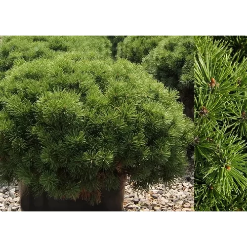 Pinus mugo 'Mops' - Havasi törpefenyő