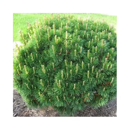Pinus mugo var. Mughus - Havasi törpefenyő