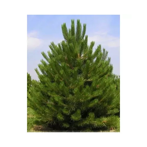 Pinus nigra var. Austriaca - Ausztriai feketefenyő