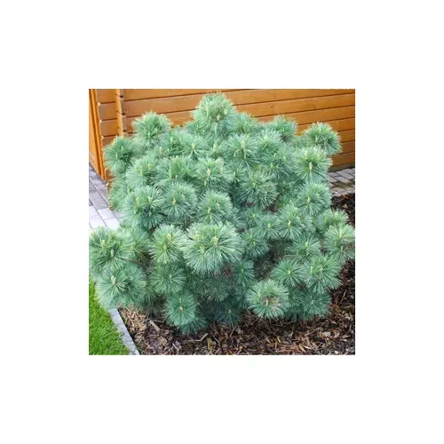 Pinus strobus 'Nana' - 