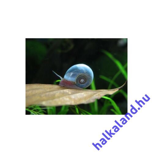 Planorbella sp. blue - Kék postakürt csiga