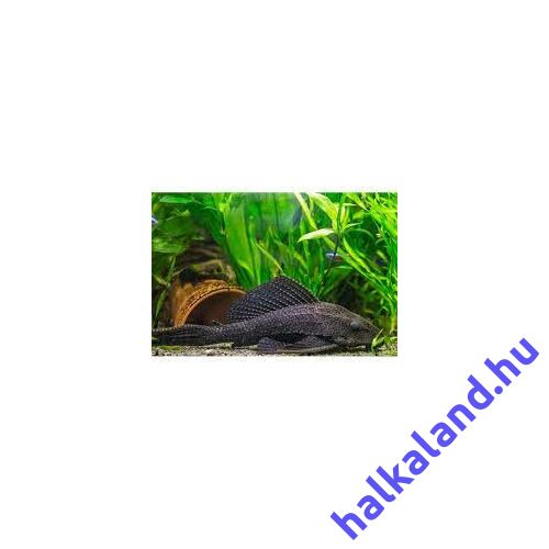 Plekó - Hypostomus plecostomus - Óriás Algaevő hal