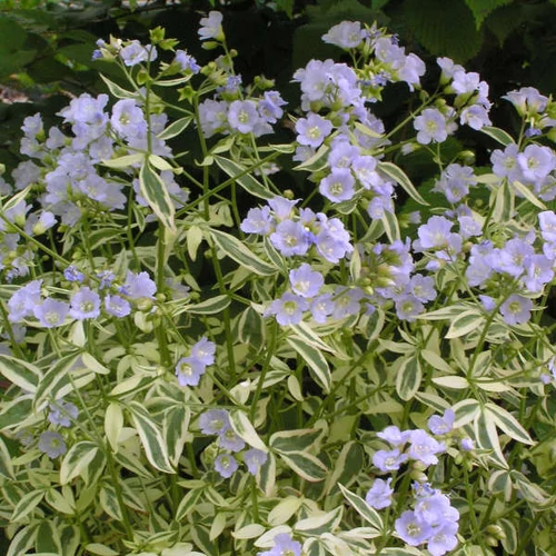Polemonium reptans 'Stairway to Heaven'  (Indás csatavirág) /tarka lomb/