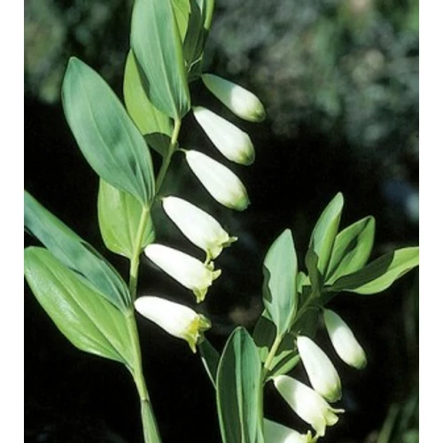 Polygonatum odoratum (Orvosi salamonpecsét)