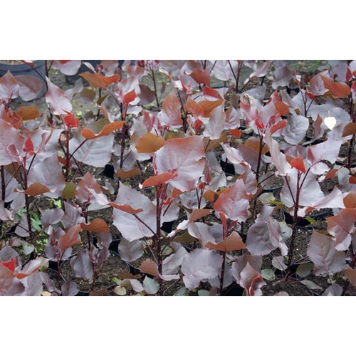 Populus deltoides 'Purple Tower'® - 
