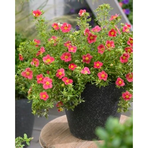 Potentilla fruticosa 'Danny Boy'  Rózsaszín virágú cserjés pimpó
