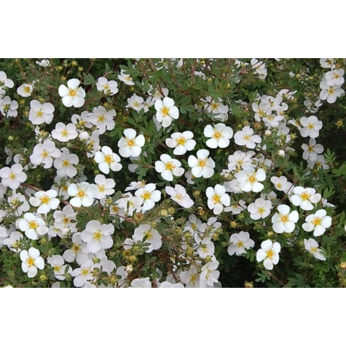 Potentilla fruticosa 'Abbotswood' - Fehér virágú cserjés pimpó