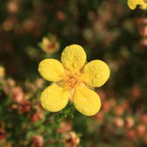 Potentilla fruticosa 'Bella Lindsey'® - Sárga virágú cserjés pimpó