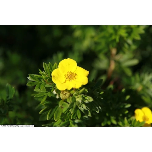 Potentilla fruticosa 'Goldfinger' - 