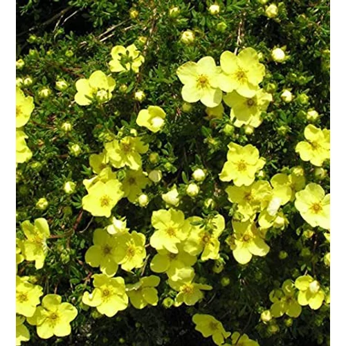 Potentilla fruticosa 'Goldstar' - Sárga virágú cserjés pimpó