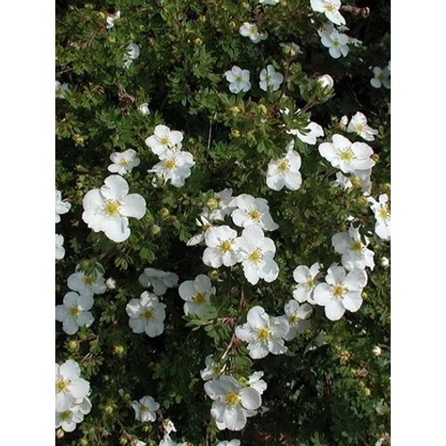 Potentilla fruticosa 'McKay's White' - Kis fehér virágú pimpó