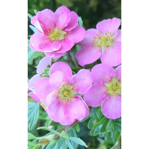 Potentilla fruticosa 'Pink Paradise'® - Rózsaszín féltelt kisvirágú pimpó