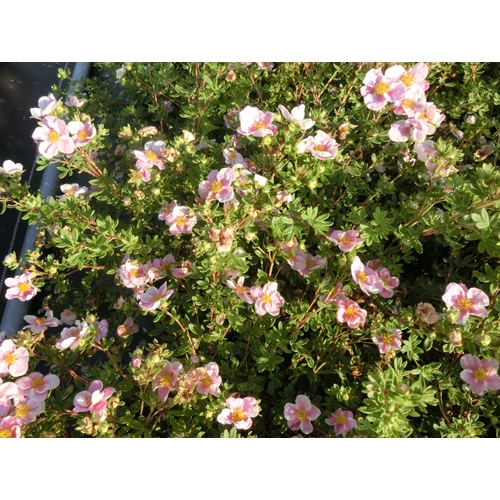 Potentilla fruticosa 'Princess' (Blink) - Halvány rózsaszín virágú pimpó