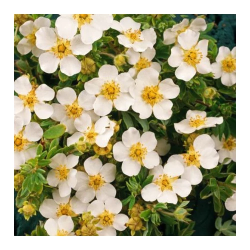 Potentilla fruticosa 'Snowflake' - Fehér virágú cserjés pimpó