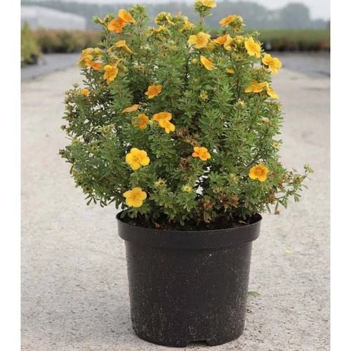 Potentilla fruticosa 'Tangerine' - Narancssárga virágú cserjés pimpó