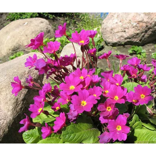 Primula  'Wanda' (Kankalin)