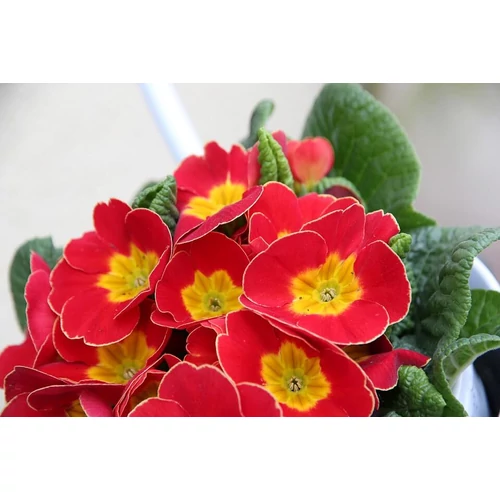 Primula  'Wanda Tomato Red' (Kankalin)