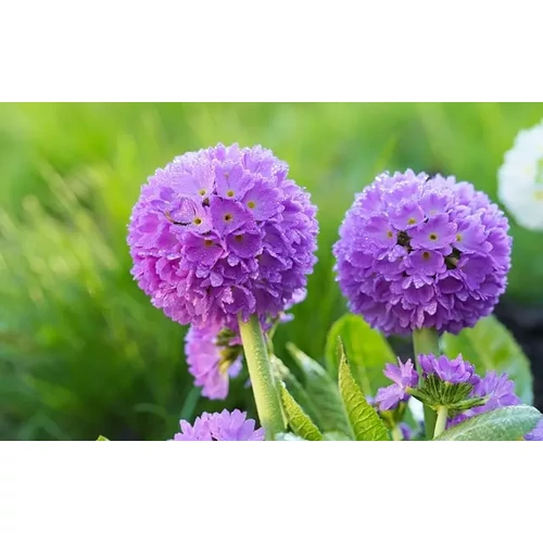 Primula denticulata 'Blue Selection' (Gömbös kankalin)