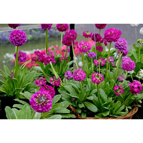 Primula denticulata 'Corolla Deep Rose' (Gömbös kankalin)