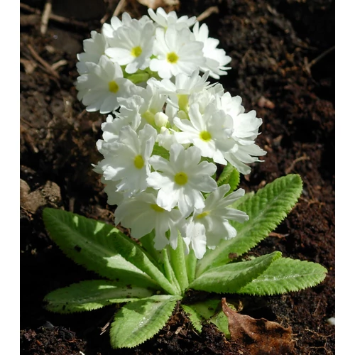 Primula denticulata 'Corolla White' (Gömbös kankalin)