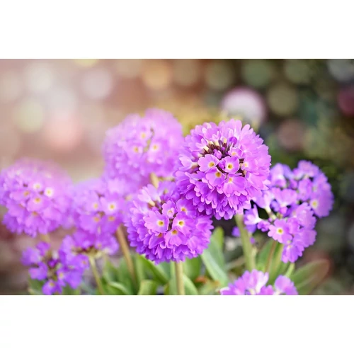Primula denticulata 'Prom Lilac' (Gömbös kankalin)