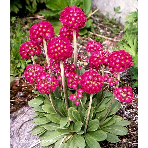 Primula denticulata 'Rubin Selection' (Gömbös kankalin)