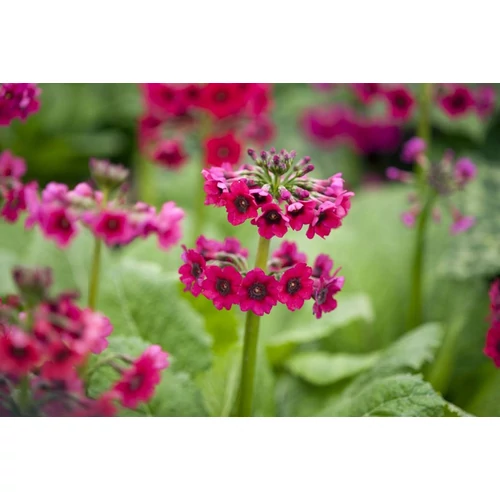 Primula japonica 'Miller's Crimson' (Japán kankalin)