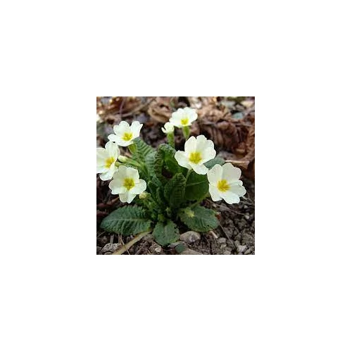 Primula japonica 'Wanda White' (Japán kankalin)