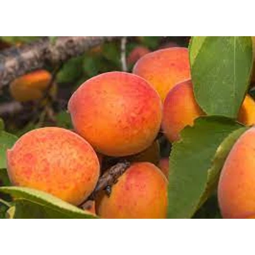 Prunus armeniaca 'Bergeron'