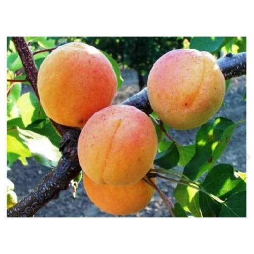 Prunus armeniaca 'Ligeti óriás'