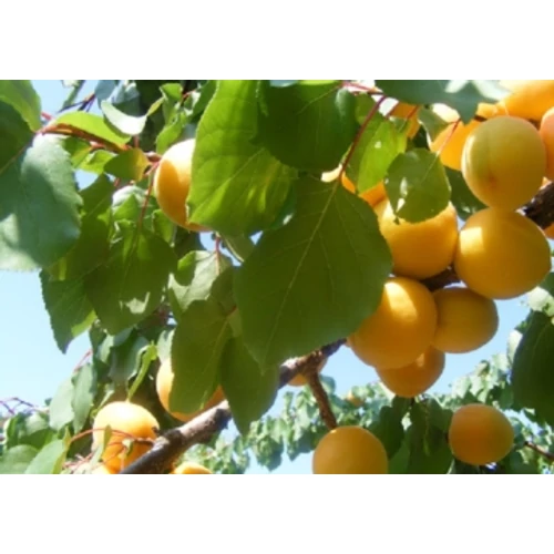 Prunus armeniaca 'Mandulakajszi'