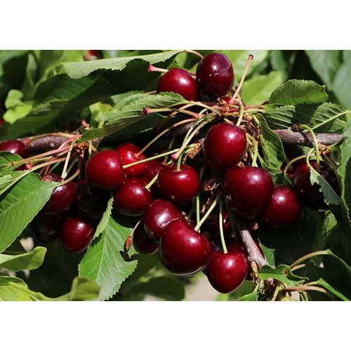 Prunus avium 'Karina'