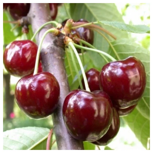Prunus avium 'Valerij Cskalov'