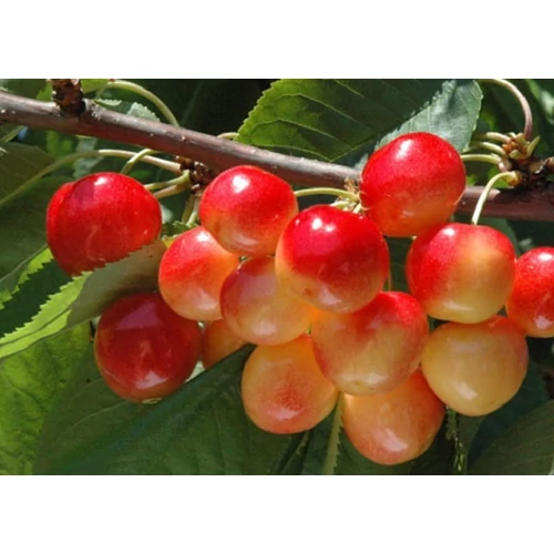 Prunus avium 'Vega'