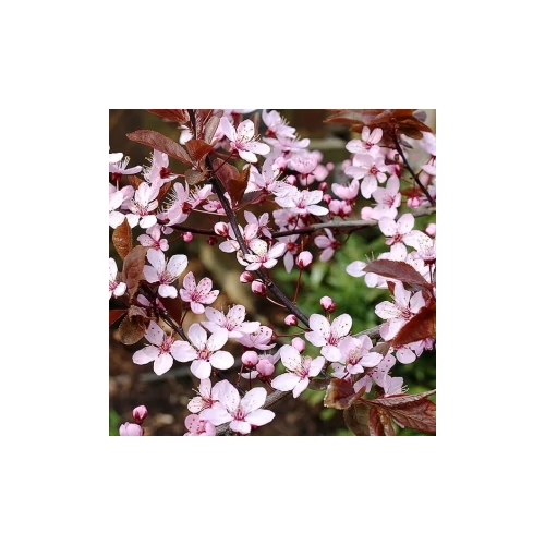 Prunus cerasifera 'Nigra' - Vérszilva