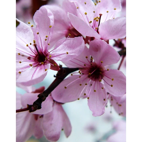 Prunus cerasifera 'Woodii' - 