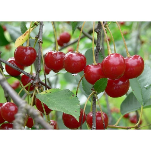 Prunus cerasus 'Debreceni bőtermő'